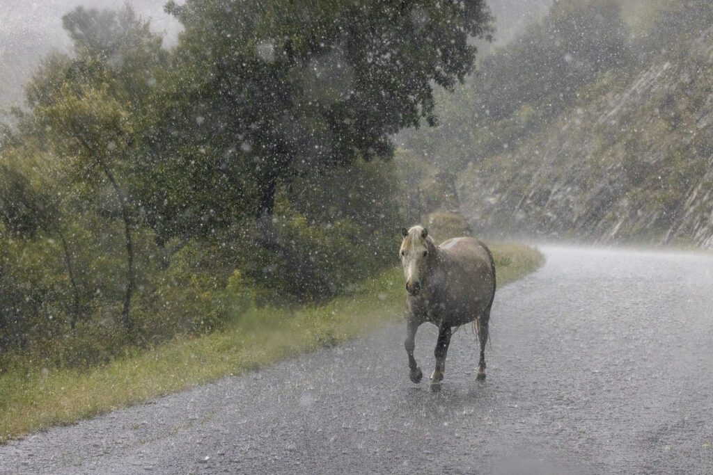 Mostra web 2025 Le lacrime del mondo: La pioggia